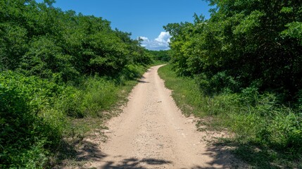 A winding dirt road through a lush green forest on a sunny day.