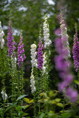 In a beautiful garden, vibrant purple and white flowers are blooming magnificently, adding color and life to the surrounding landscape