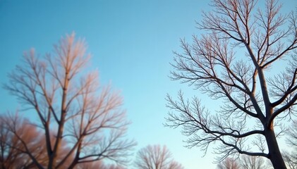 Obraz premium Bare branches against a clear blue sky with warm golden light, winter, warm light