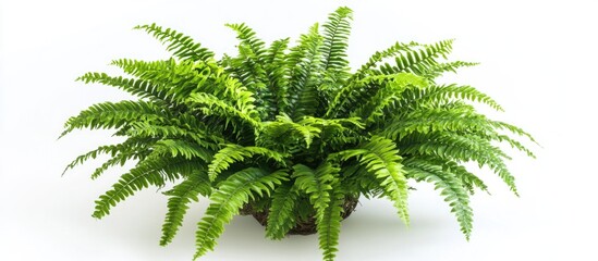 Lush green fern plant displayed in an elegant arrangement against a clean white background for floral and nature-related themes.