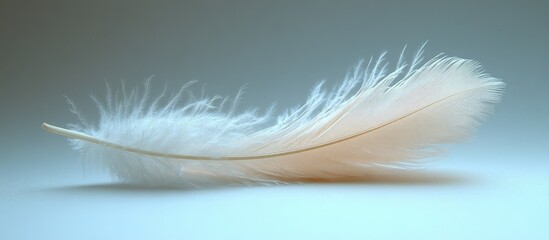 Soft delicate white feather gracefully resting on a light background showcasing its intricate textures and natural beauty.