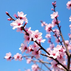 Fototapeta premium Blooming sakura tree against a clear blue sky, tree, nature, greenery