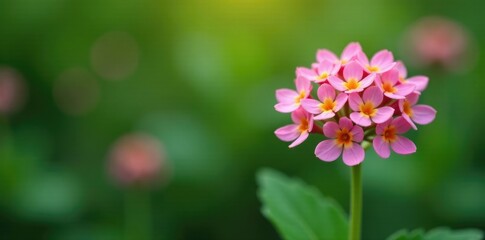 Obraz premium Delicate petal clusters form a symmetrical arrangement on the Ticklewort flower, delicate, closeup, colorful