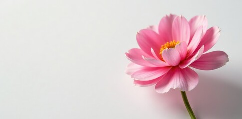 Delicate petals of ranunculus in shades of pink and white against a plain background, delicate, petals