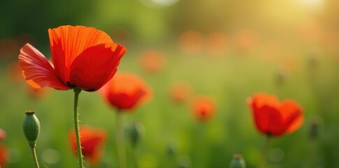 Fototapeta premium Delicate petals of wild red poppies unfurl slowly, spring, meadow, delicate petals