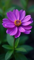 Obraz premium Delicate petals surrounding a bright purple flower, floral, garden