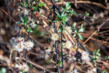 close-up view of tiny white flowers 