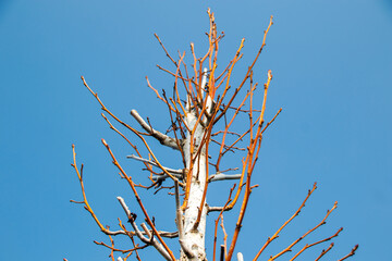 bare tree trunk and branches against blue sky in the winter 