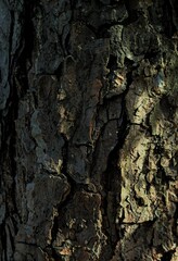 bark of a tree