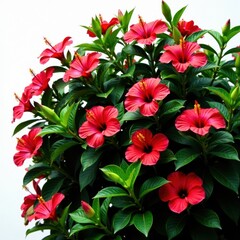 Obraz premium Lush tropical hibiscus bush, vibrant blooms, isolated , flora, vibrant