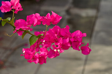 Close-up view of pink bougainvillea flower blooming on branch
