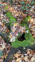 A moss covered log in the woods surrounded by fallen leaves