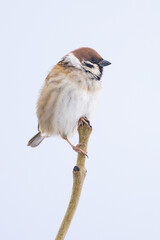 Eurasian Tree Sparrow Passer montanus perched on branch in Putgarten, Insel Rügen, Germany