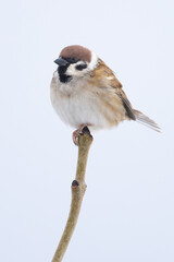 Eurasian Tree Sparrow Passer montanus perched on branch in Putgarten, Insel Rügen, Germany