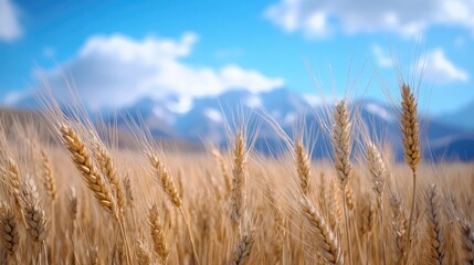 Obraz premium Golden Wheat Field Under a Blue Sky