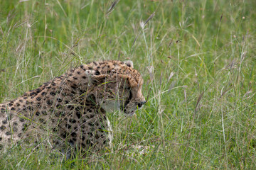 Cheetah roams through its territory