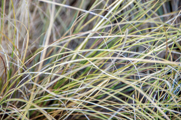 green grass background