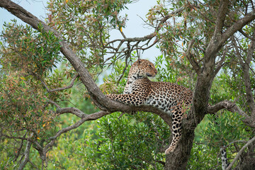 Leopard roams through its territory