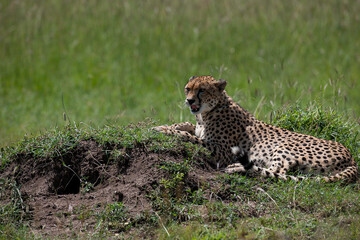 Cheetah roams through its territory