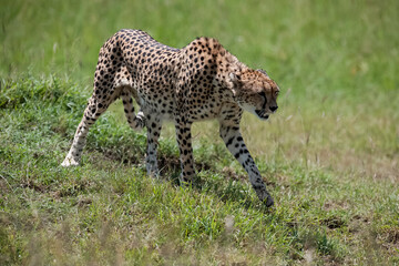 Cheetah roams through its territory