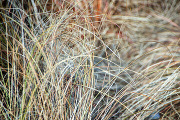 grass in the wind in the field