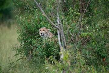 Cheetah roams through its territory