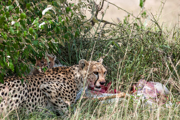Cheetah roams through its territory