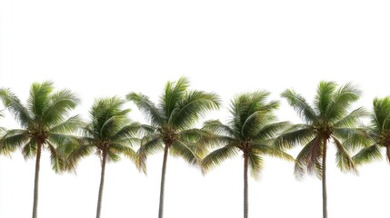 Lush Palm Trees Lined Up Against a Soft White Background