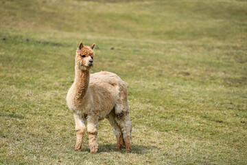 Alpaca in the Alps of Austria