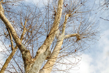 bottom up view of tree trunk and branches against blue sky n the winter 