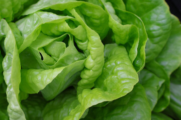 Frischer knackiger Salat 