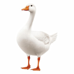 Obraz premium Realistic White Goose with Orange Beak and Webbed Feet Standing Isolated on Transparent Background. Generative Ai.