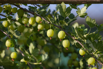 Green gooseberry branch on bush, close up. Local farm organic growing. Fresh natural berries, harvest time, summer background. Selective focus.