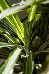 Blätter des Drachenbaumes in Nahaufnahme 