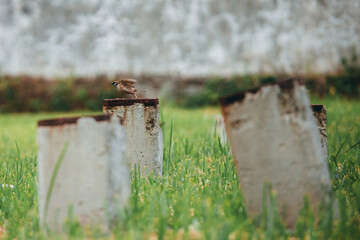 Birds ready to fly