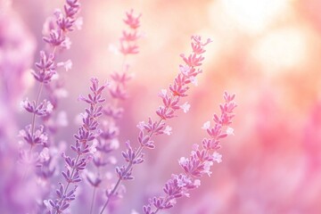 Naklejka premium Lavender Flowers in Soft Pink and Purple Sunset Light Representing Calm and Serenity in Nature
