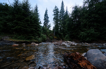 A serene forest stream with clear water flowing over rocks, surrounded by tall evergreen trees under a cloudy sky.