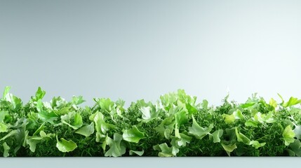 Obraz premium Lush green foliage border, minimalist background, nature backdrop, website design