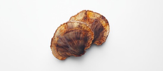 Wild Turkey Tail Mushrooms in natural earthy tones on a white background showcasing their unique spiral shape as a nutritious food choice