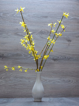 Bl&uuml;hende Forsythien Zweige in einer Blumenvase