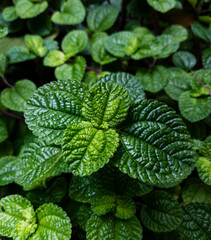 Fresh Green Textured Mint Leaves Close-Up © ZidniMu
