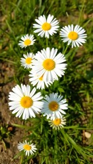 Fototapeta premium Daisy Flowers Green Grass White Background