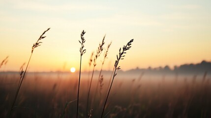 Obraz premium Sunrise over foggy field, tall grass silhouettes, peaceful dawn, nature scene, website background
