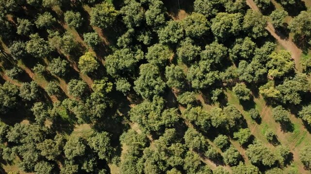 TOP DOWN LATERAL VIEW OF AVOCADO FIELDS IN MICHOACAN