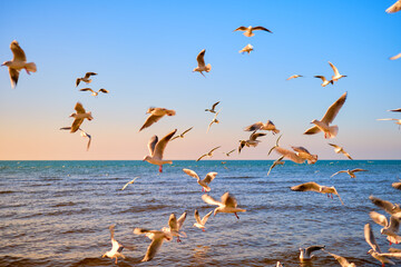 Flock of sea gulls flying over bay waves golden hour, selective focus on seabirds, soft sunset...