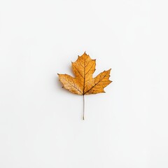 Single autumn leaf on white backdrop, minimalist design