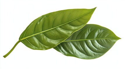 Obraz premium A photostock of tropical green leaves on a white background, vibrant and large.