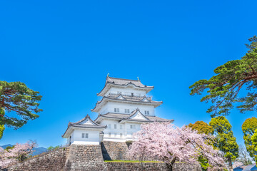 春の小田原城　青空に映える天守閣と満開の桜【神奈川県・小田原市】　
Odawara Castle in spring. Full bloom cherry blossoms, the main keep, and blue sky. - Kanagawa, Japan