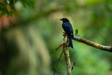 Greater racket-tailed drongo (Dicrurus paradiseus) perching on mossy branch, spotted in Dairy Farm Nature Park Singapore