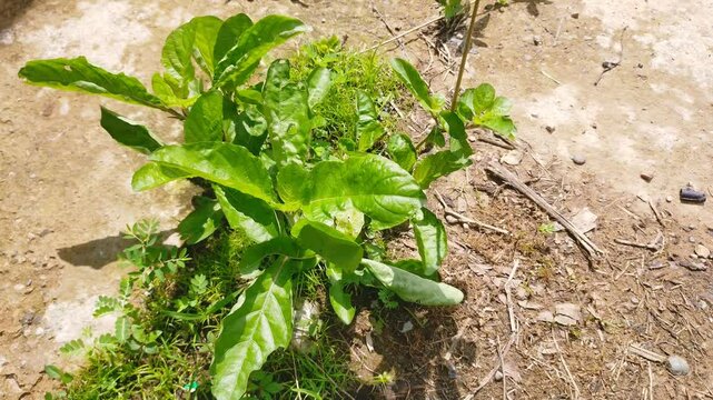 Vile shards. Keji shard is a herbal plant for diabetes and kidney stones. The scientific name of the vile shard is Strobilanthes Crispa.